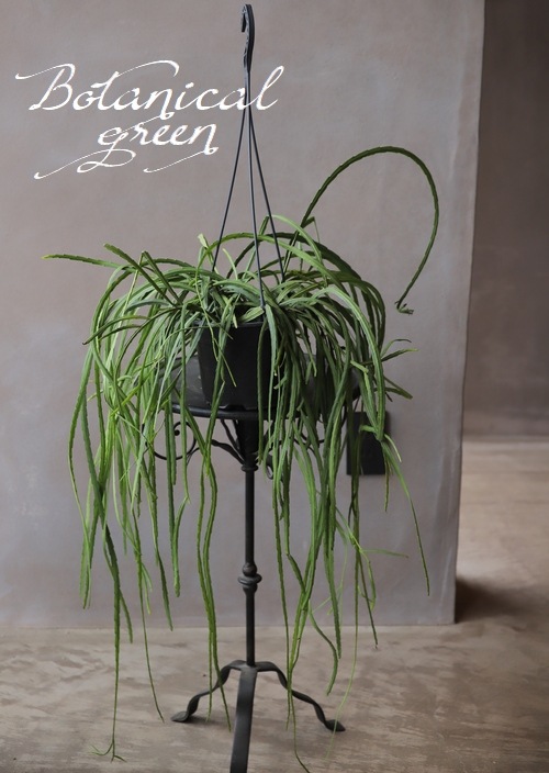 観葉植物】 レピスミウム 『ボリビアナム』 | すべての商品 | | Junk 