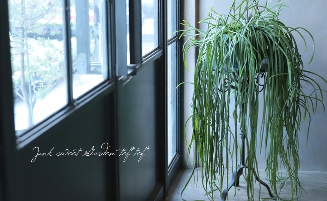 観葉植物】 レピスミウム 『ボリビアナム』 | すべての商品 | | Junk