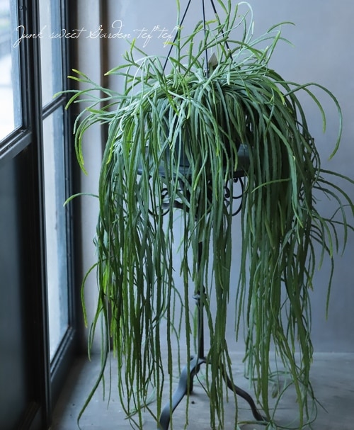 観葉植物 レピスミウム ボリビアナム すべての商品 Junk Sweet Garden Tef Tef