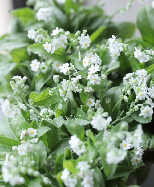 �凉��ʥ������إۥ磻�ȡ�