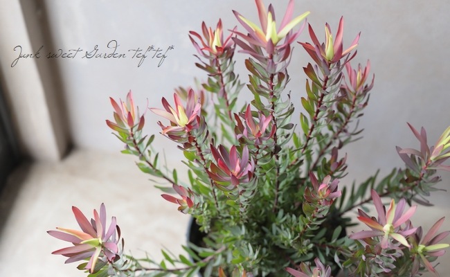 リューカデンドロン 『レッドデビル-Red Devil-』 オーストラリアン