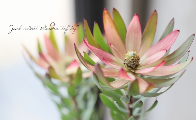 リューカデンドロン 『レッドデビル-Red Devil-』 オーストラリアン