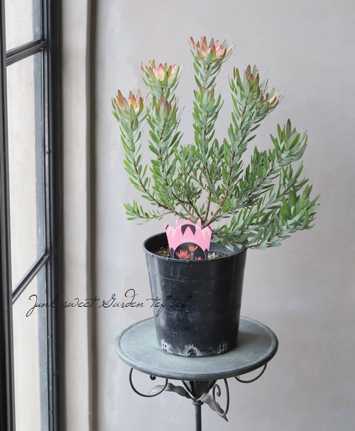 リューカデンドロン レッドデビル ファイバー鉢 お皿付き 楽天市場】リューカデンドロン レッドデビル 5号鉢 Red Devil