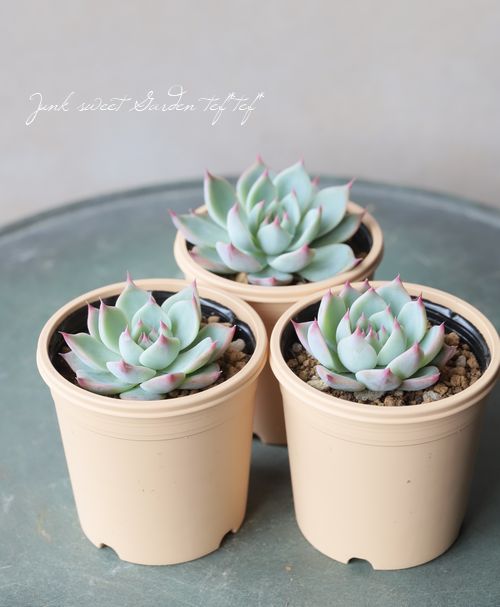 ��¿����ʪ�ۡ�����Ϻ�١إ�����󥼡� �����٥ꥢ°�����Ȥ����꡼��