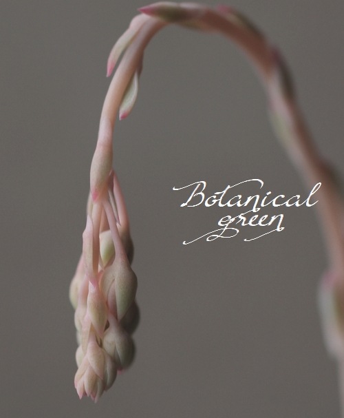 ��¿����ʪ�ۡ�����Ϻ�١إ�����󥼡� �����٥ꥢ°�����Ȥ����꡼��