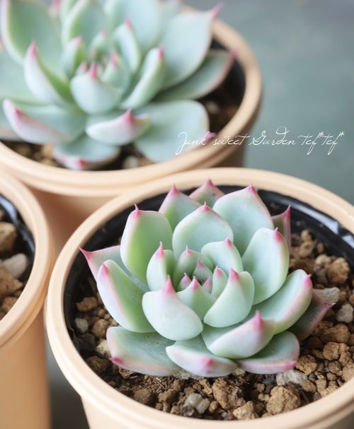 ��¿����ʪ�ۡ�����Ϻ�١إ�����󥼡� �����٥ꥢ°�����Ȥ����꡼��