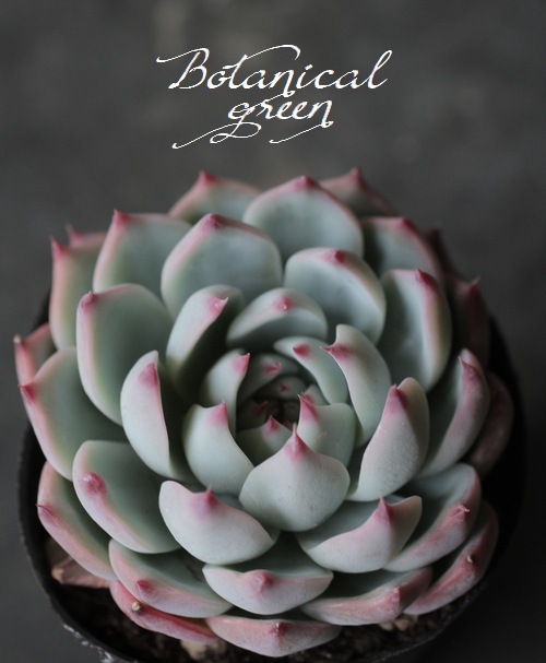 ��¿����ʪ�ۡ�����Ϻ�١إ�����󥼡� �����٥ꥢ°�����Ȥ����꡼��