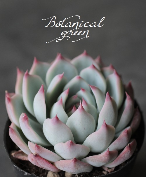 ��¿����ʪ�ۡ�����Ϻ�١إ�����󥼡� �����٥ꥢ°�����Ȥ����꡼��