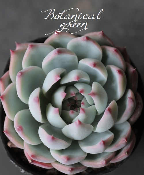 ��¿����ʪ�ۡ�����Ϻ�١إ�����󥼡� �����٥ꥢ°�����Ȥ����꡼��