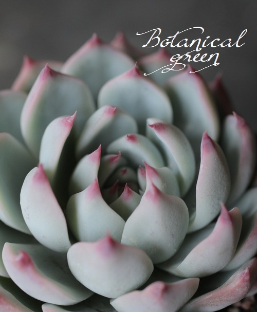 ��¿����ʪ�ۡ�����Ϻ�١إ�����󥼡� �����٥ꥢ°�����Ȥ����꡼��