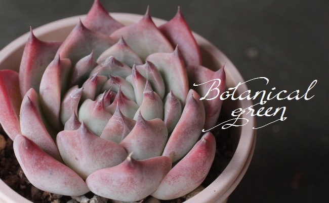 ��¿����ʪ�ۡ�����Ϻ�١إ�����󥼡� �����٥ꥢ°�����Ȥ����꡼��