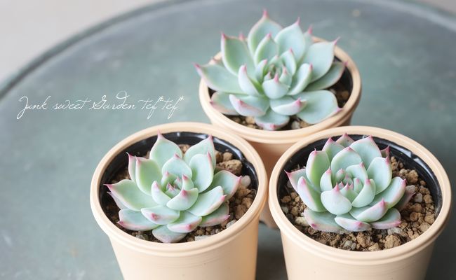 Blueberry様 多肉植物棚 GAI-WNS（多肉植物に魅了されて | 養父