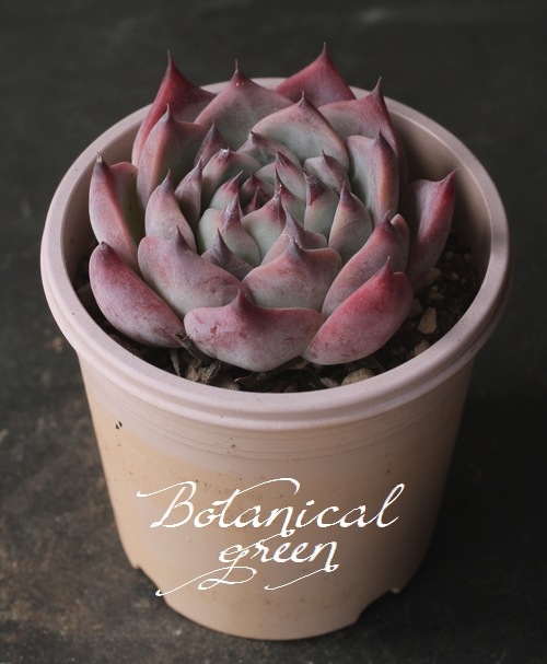 ��¿����ʪ�ۡ�����Ϻ�١إ�����󥼡� �����٥ꥢ°�����Ȥ����꡼��