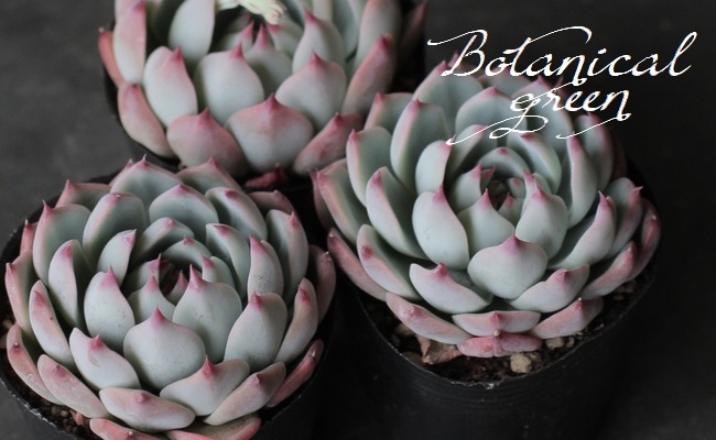 ��¿����ʪ�ۡ�����Ϻ�١إ�����󥼡� �����٥ꥢ°�����Ȥ����꡼��