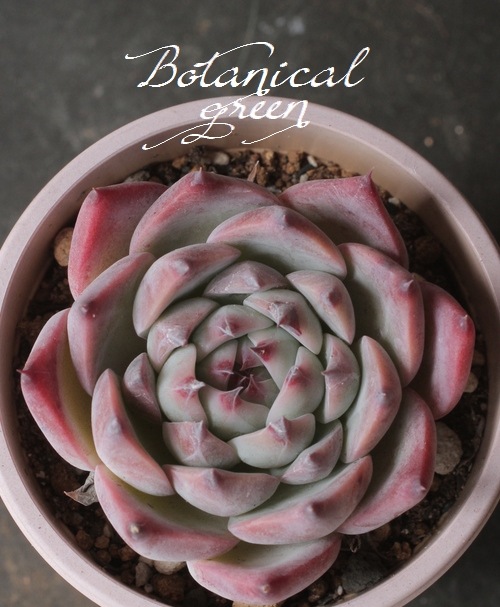 ��¿����ʪ�ۡ�����Ϻ�١إ�����󥼡� �����٥ꥢ°�����Ȥ����꡼��