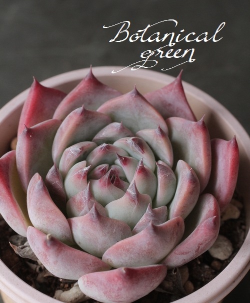 多肉植物】『桃太郎』『チワワリンゼ』 エケベリア属 いとうぐりーん  