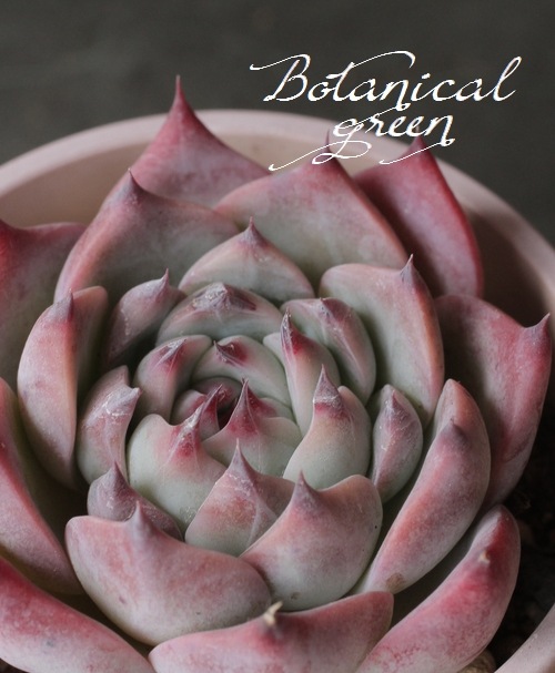 ��¿����ʪ�ۡ�����Ϻ�١إ�����󥼡� �����٥ꥢ°�����Ȥ����꡼��