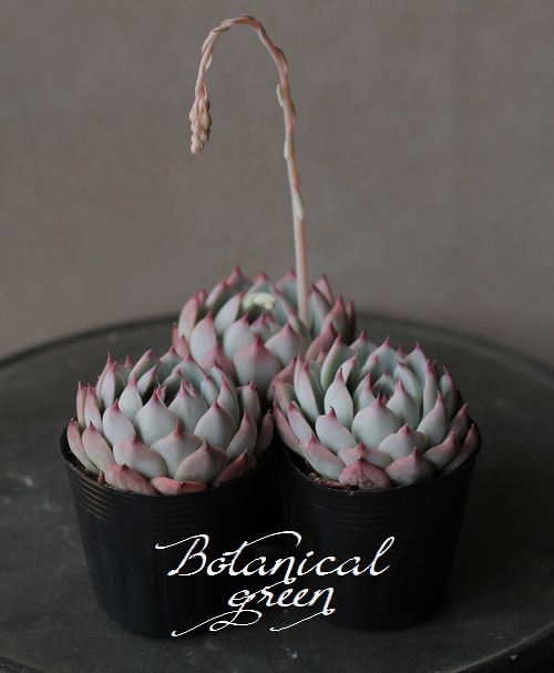 ��¿����ʪ�ۡ�����Ϻ�١إ�����󥼡� �����٥ꥢ°�����Ȥ����꡼��