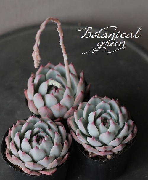 ��¿����ʪ�ۡ�����Ϻ�١إ�����󥼡� �����٥ꥢ°�����Ȥ����꡼��