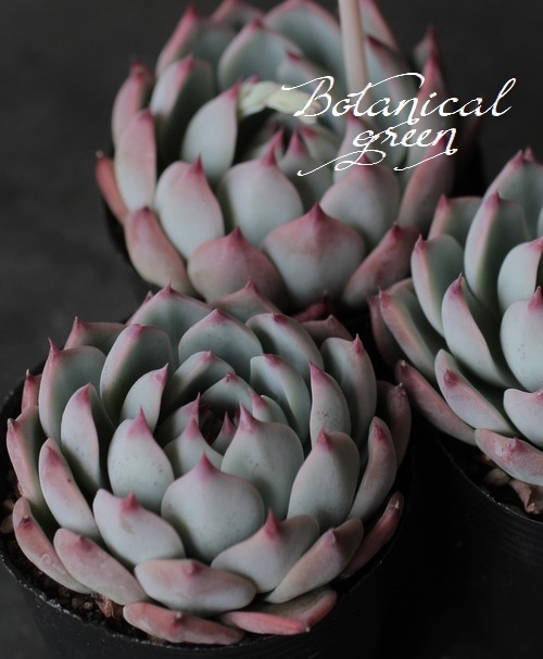 ��¿����ʪ�ۡ�����Ϻ�١إ�����󥼡� �����٥ꥢ°�����Ȥ����꡼��