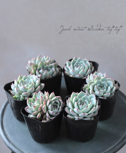 ��¿����ʪ�ۡ�����Ϻ�١إ�����󥼡� �����٥ꥢ°�����Ȥ����꡼��