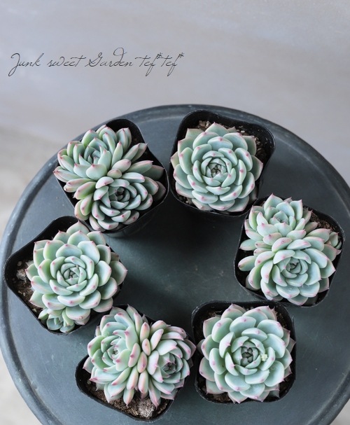 ��¿����ʪ�ۡ�����Ϻ�١إ�����󥼡� �����٥ꥢ°�����Ȥ����꡼��