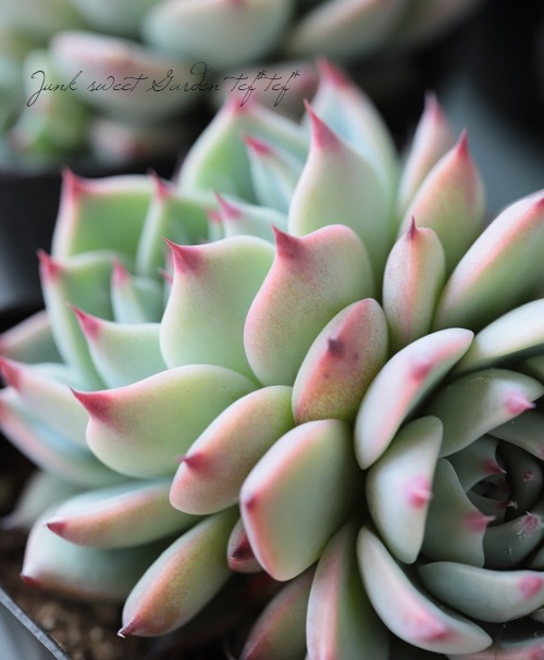 ��¿����ʪ�ۡ�����Ϻ�١إ�����󥼡� �����٥ꥢ°�����Ȥ����꡼��