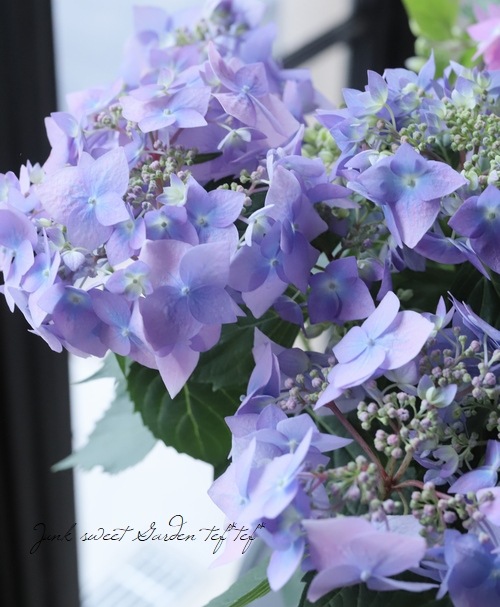 山紫陽花 『天使のエクボ』 パープル | すべての商品 | | Junk sweet