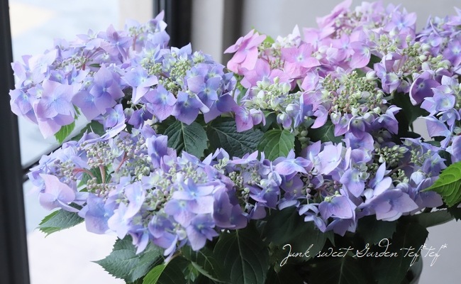 山紫陽花 『天使のエクボ』 パープル | すべての商品 | | Junk sweet