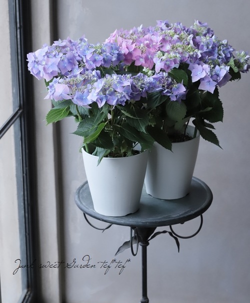 山紫陽花 『天使のエクボ』 パープル | すべての商品 | | Junk sweet