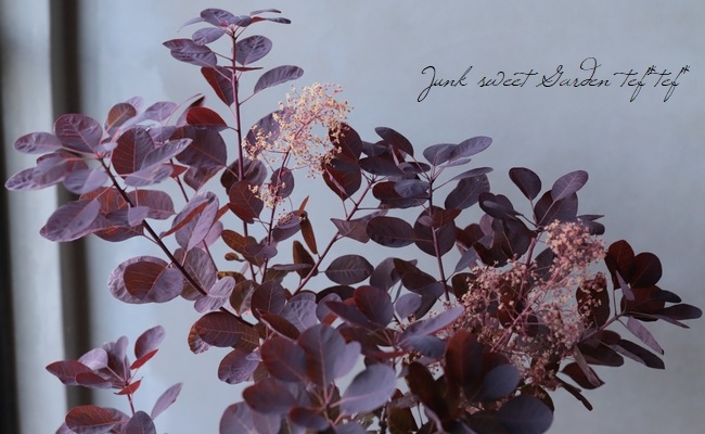 スモークツリー ベルベットクローク 紫葉多花性 170 すべての商品 Junk Sweet Garden Tef Tef