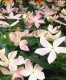 ڥȥݥꥸʥ ˥˥ؽ