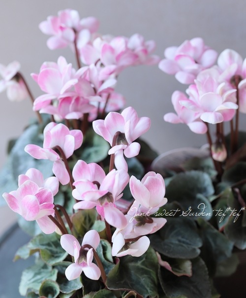 �������󡡡إ����륦���󥰡١�