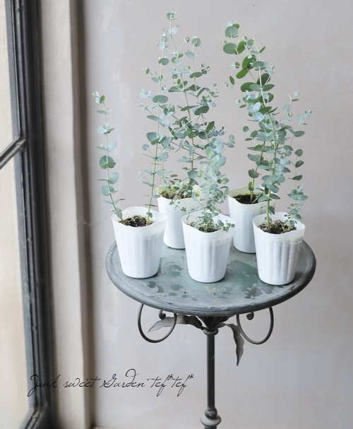 ユーカリ　グニーの新芽　80サイズ ユーカリ グニーの新芽 80サイズ ユーカリ グニーの新芽 80サイズ