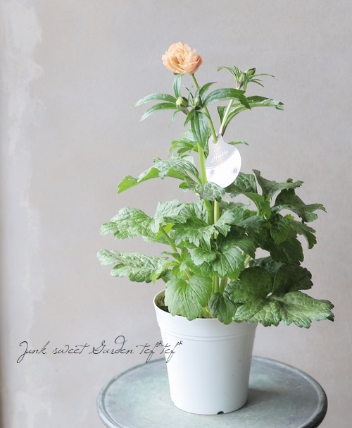 綾園芸さんのラナンキュラス ラックスシリーズ ヘスティア すべての商品 Junk Sweet Garden Tef Tef