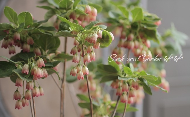 口紅更紗ドウダンツツジ すべての商品 Junk Sweet Garden Tef Tef 口紅更紗ドウダンツツジ すべての商品 Junk Sweet Garden Tef Tef