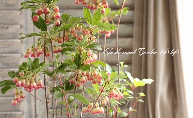 口紅更紗ドウダンツツジ すべての商品 Junk Sweet Garden Tef Tef 口紅更紗ドウダンツツジ すべての商品 Junk Sweet Garden Tef Tef