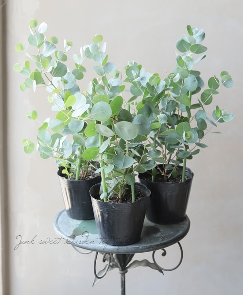 ユーカリオリーブ d71cee3e9d09153eef925648db9c76