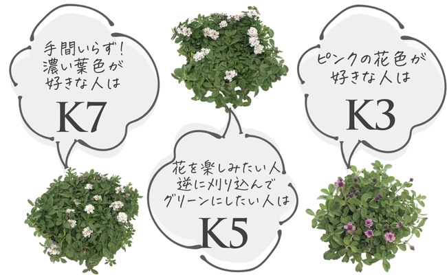 ںǶɥСۥ쥽 إԥ K5 40ġ10Ŭ̡ˡͭȯ800g1