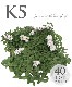 ںǶɥСۥ쥽 إԥ K5 40ġ10Ŭ̡ˡͭȯ800g1