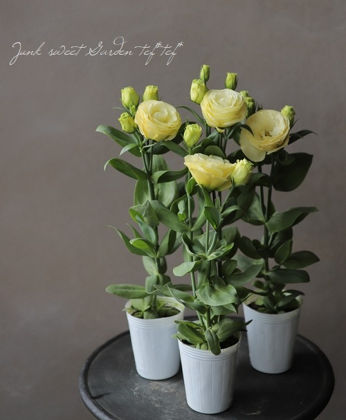 八重咲きトルコギキョウ 『ロジーナイエロー』 | すべての商品