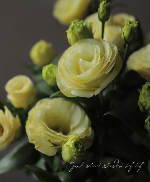 Ȭ�ź餭�ȥ륳�����祦 �إ������ʥ��������١�
