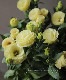 Ȭ�ź餭�ȥ륳�����祦 �إ������ʥ��������١�