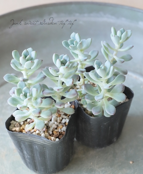 多肉植物】 『コミックトム』 セダム属 | すべての商品 | | Junk sweet