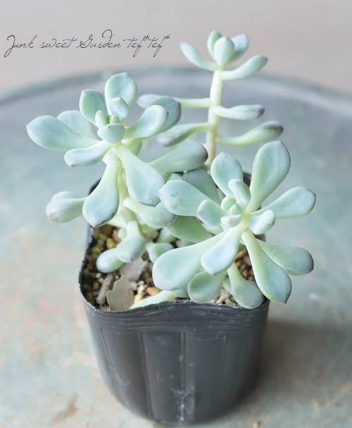 ��¿����ʪ�� �إ��ߥå��ȥ�١�������°��