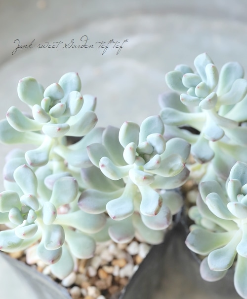 【お問合せ・確認用】植物全般（多肉、球根、水草、熱帯植物等） 多肉植物】 『コミックトム』 セダム属 | すべての商品 | | Junk sweet