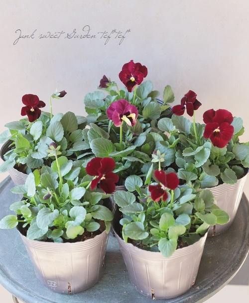 ☆育種うえたオリジナルビオラ 『ディアーナ』 変わり咲き【ワイン