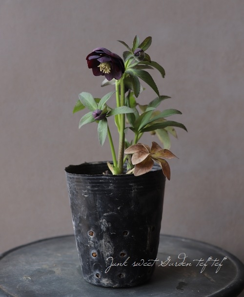 クリスマスローズ 小輪デュメ系 『ダーク dd』 No.Q 【大木ナーセリー