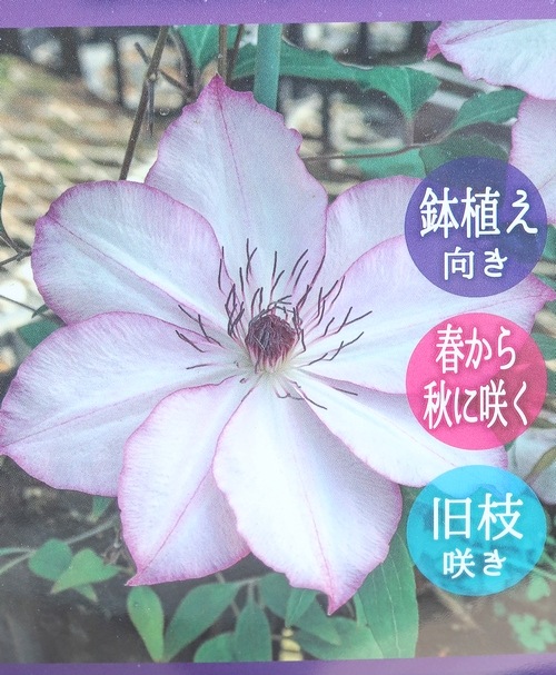クレマチス・パテンス系 『面白 -オモシロ-』 旧枝咲き | すべての商品
