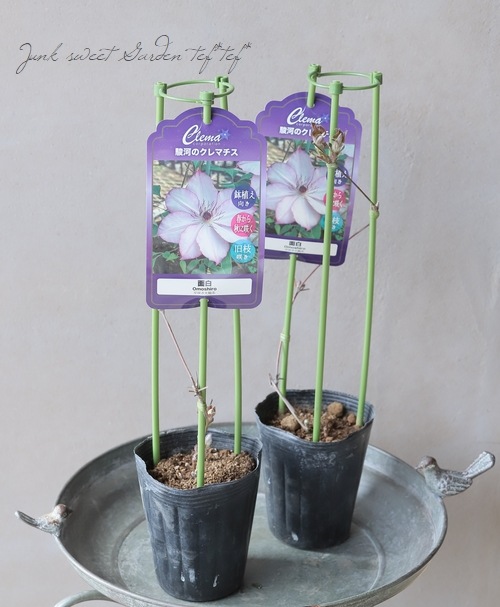 クレマチス・パテンス系 『面白 -オモシロ-』 旧枝咲き | すべての商品